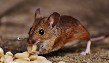 pest-prevention-and-exclusion-services Experts in Hayes